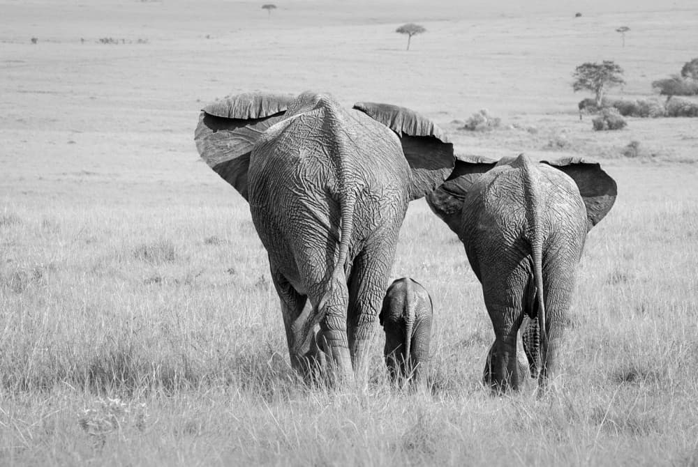 African Elephant Family by Ali Khataw — canvas wall art