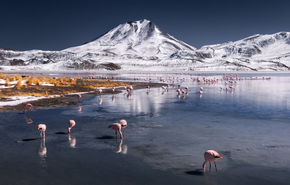 Mountain Lake Pink Flamingos by Karol Nienartowicz — canvas wall art