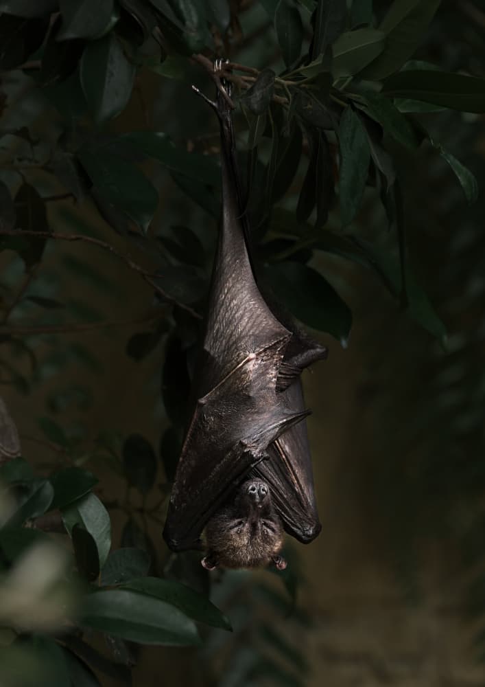 Nocturnal Bat and Pup by Kaisyakuji Yushi — canvas wall art