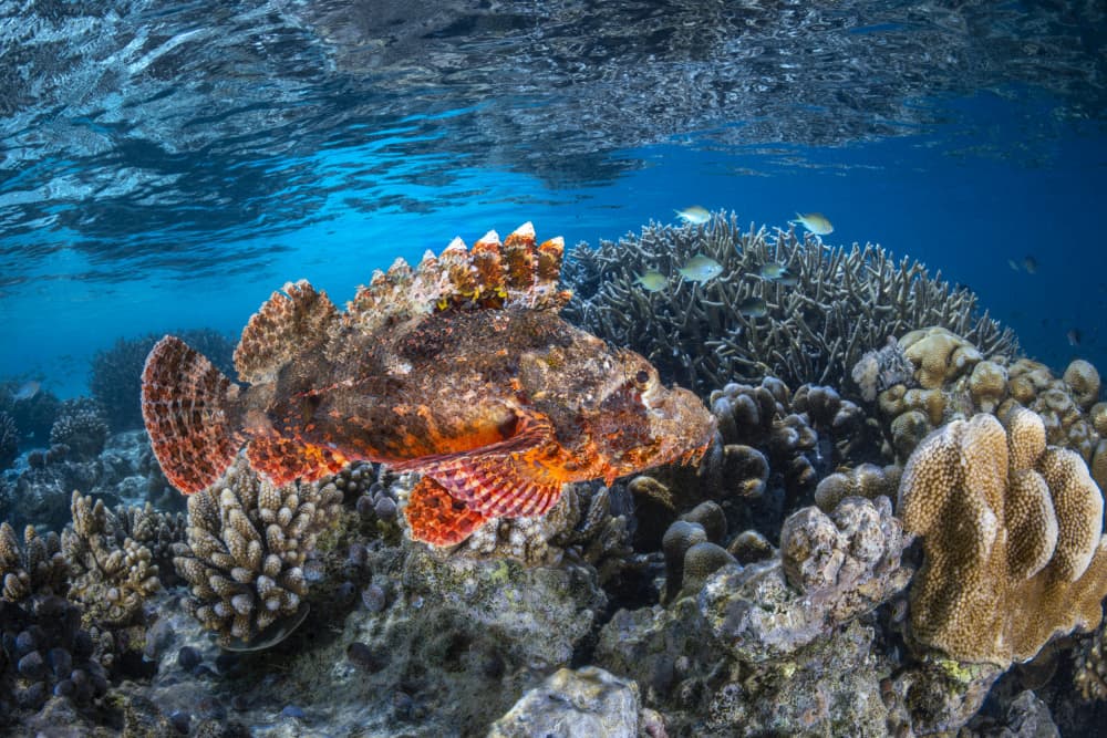 Vibrant Scorpionfish Coral Reef by Barathieu Gabriel — canvas wall art