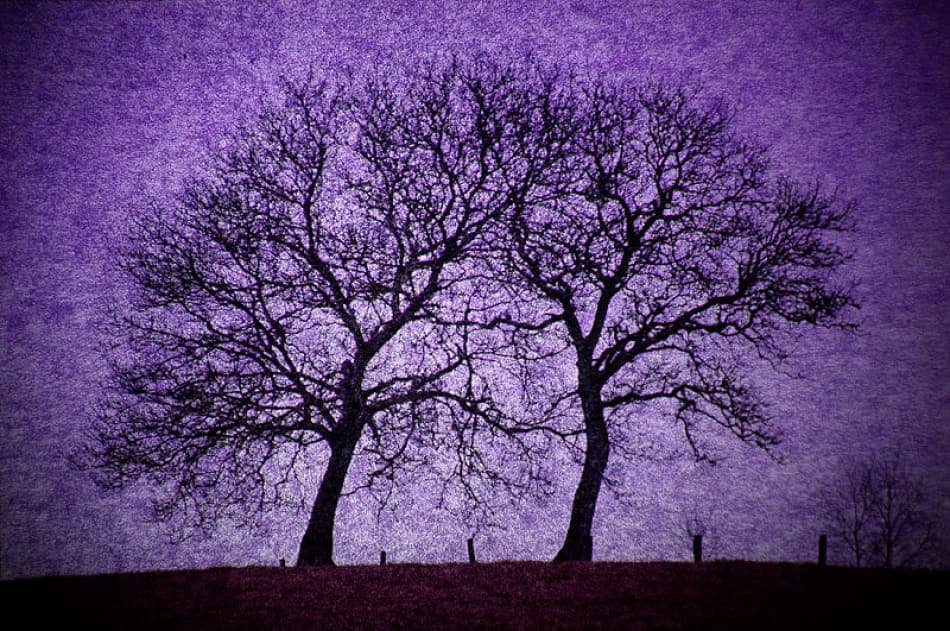Moody Purple Trees by Bror Johansson — canvas wall art