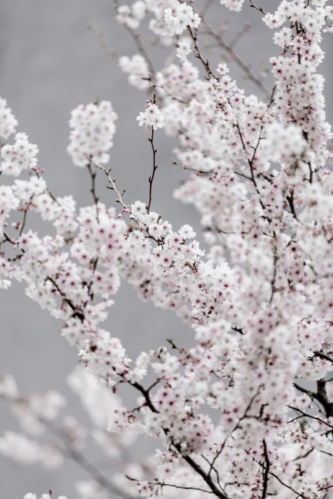 Colorful Spring 6 by Mareike Böhmer — canvas wall art