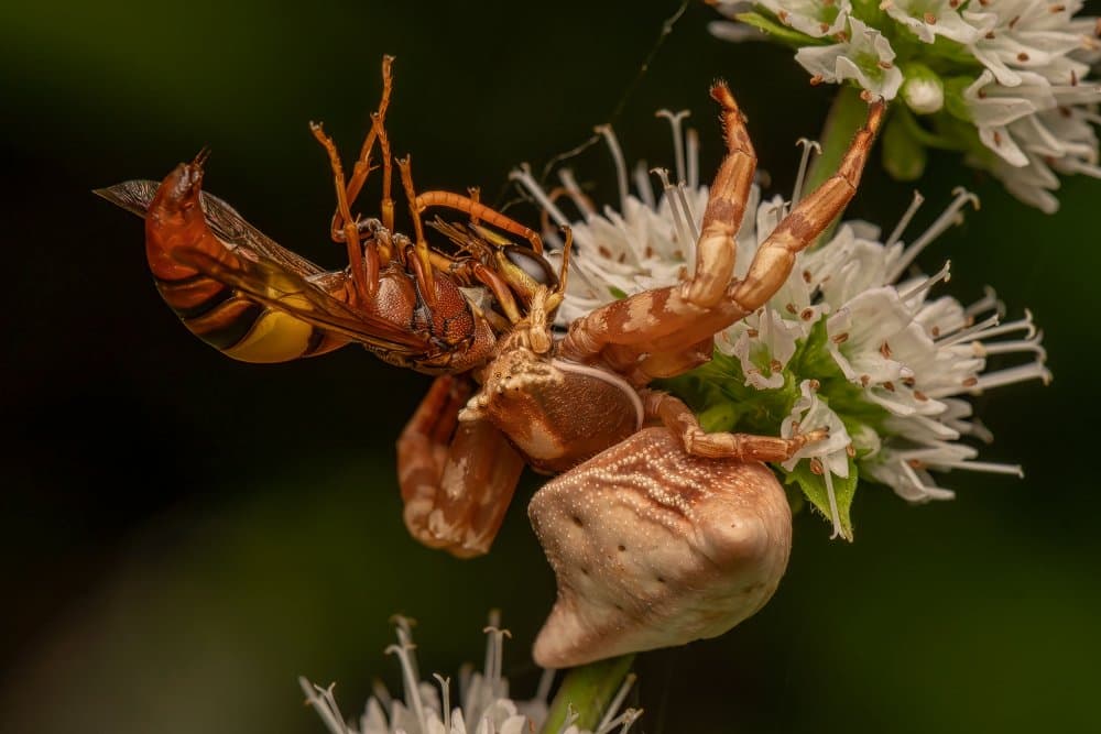 Crab Spider Hunting Wasp by Kumar Kranti Prasad — canvas wall art