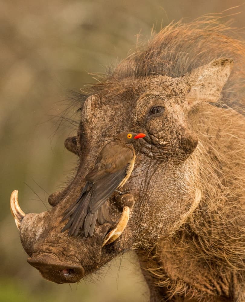African Warthog and Oxpecker by Jaco Marx — canvas wall art
