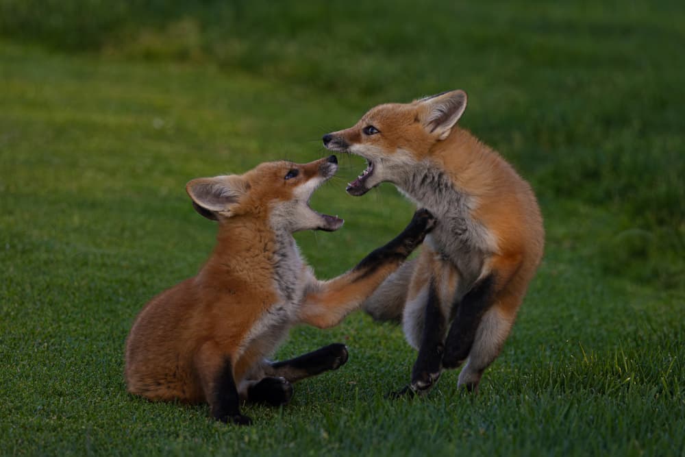 Playful Fox Kits by Johnson Huang — canvas wall art