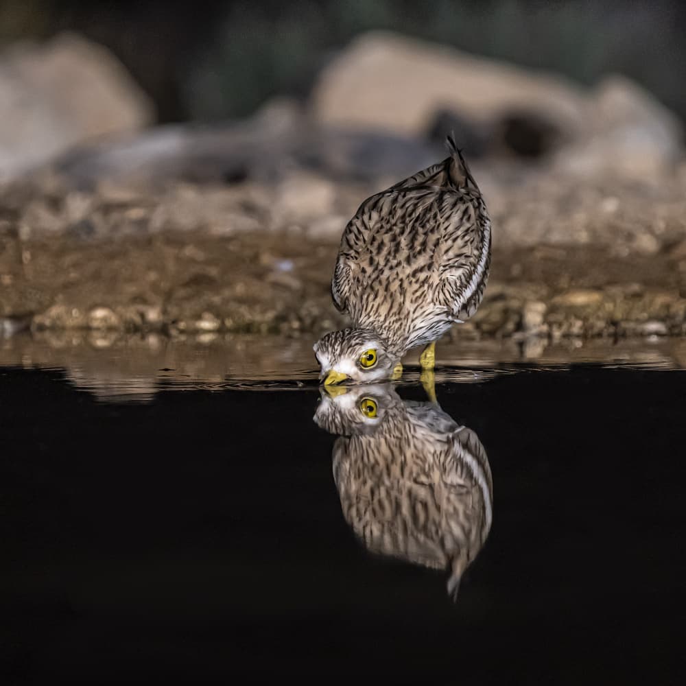 Spotted Thick-knee Reflection by Boris Lichtman — canvas wall art