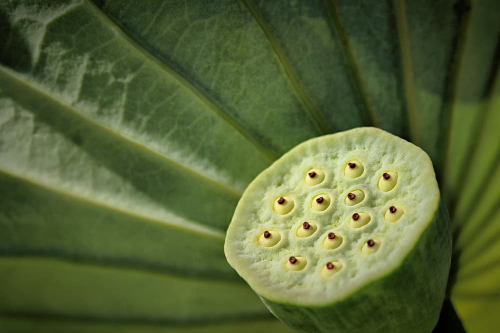 Green Lotus Seed Pod by Bojan Bencic — canvas wall art