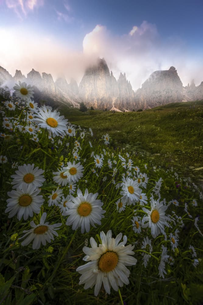 Misty Mountain Daisies by Yun Thwaits — canvas wall art