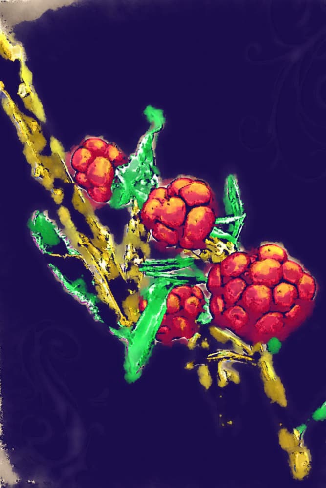 Glowing Red Berries by Rafal Kulik — canvas wall art
