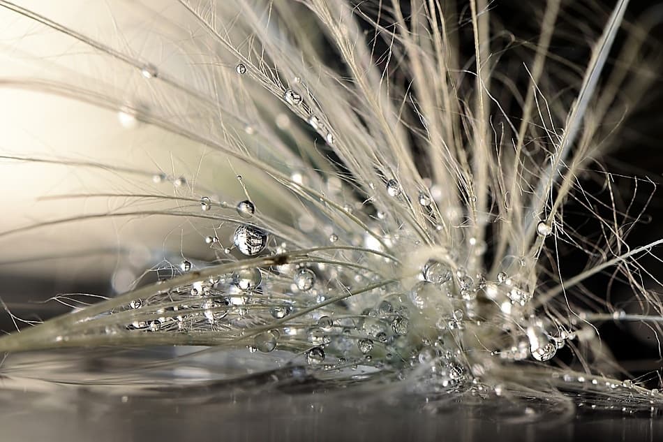 Dandelion Dew Drops by Maryam Zahirimehr — canvas wall art