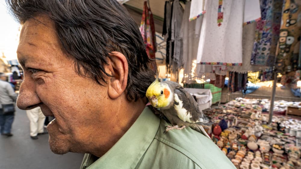 Smiling Man with Cockatiel by Rosario Leonardi — canvas wall art