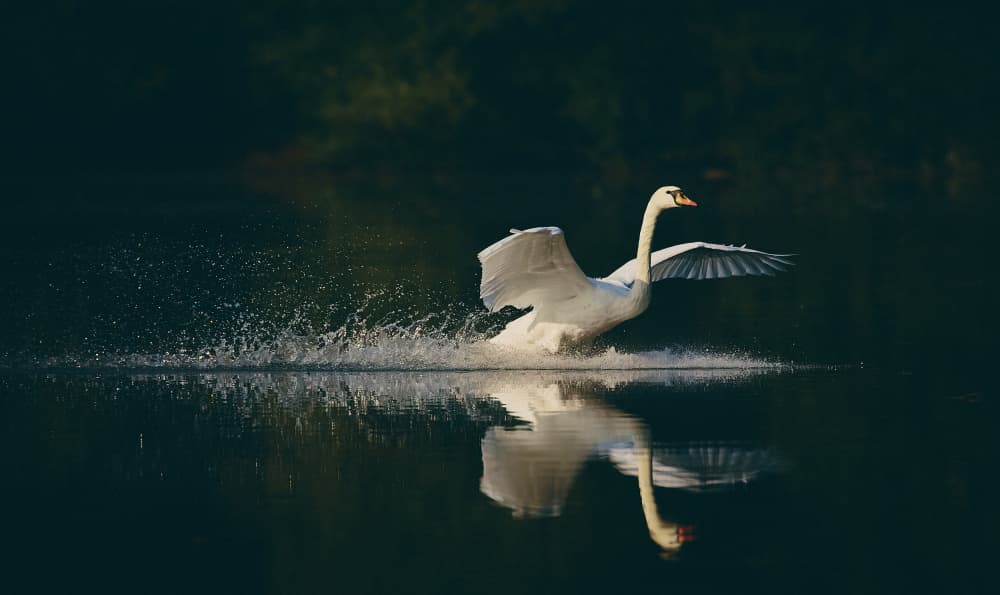 Graceful Swan Landing by Stuart Williams — canvas wall art