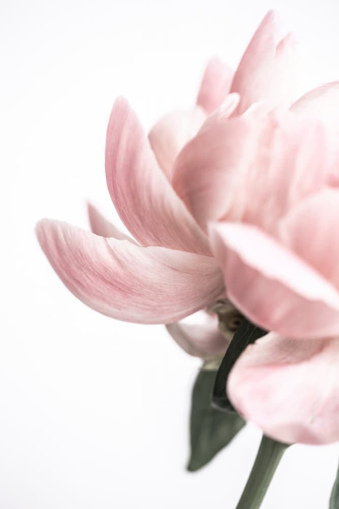 Peony 2 by Mareike Böhmer — canvas wall art