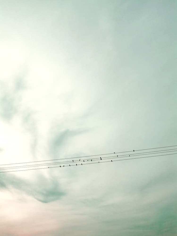 Birds On Wires Pastel Sky