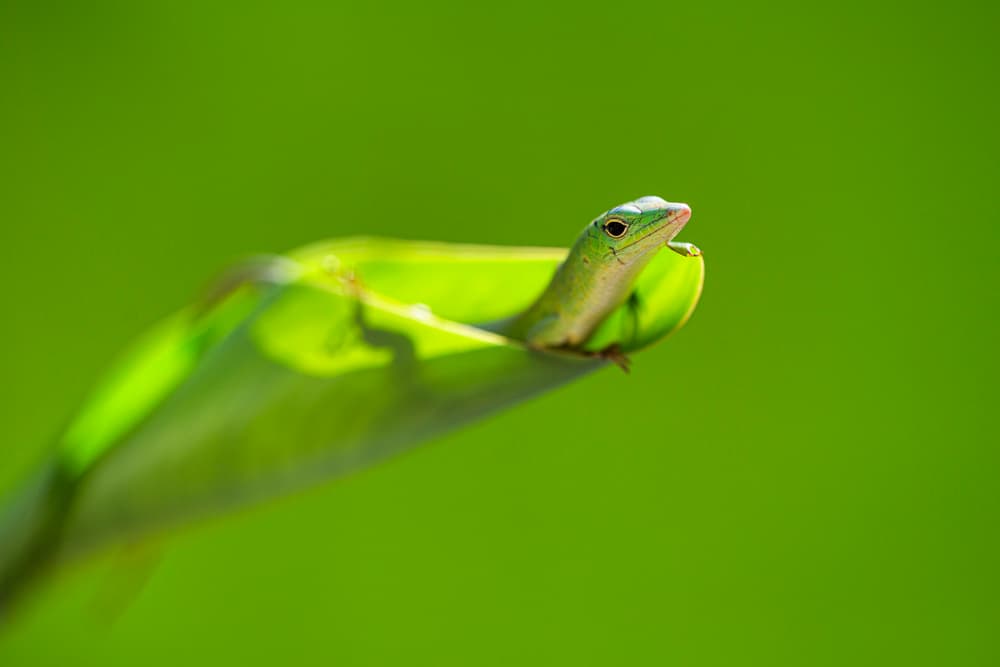 Green Lizard by Andi Halil — canvas wall art