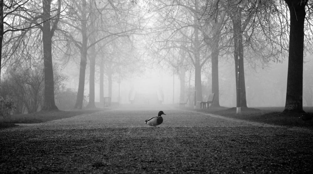 Misty Park Duck by Magdalena Roeseler — canvas wall art