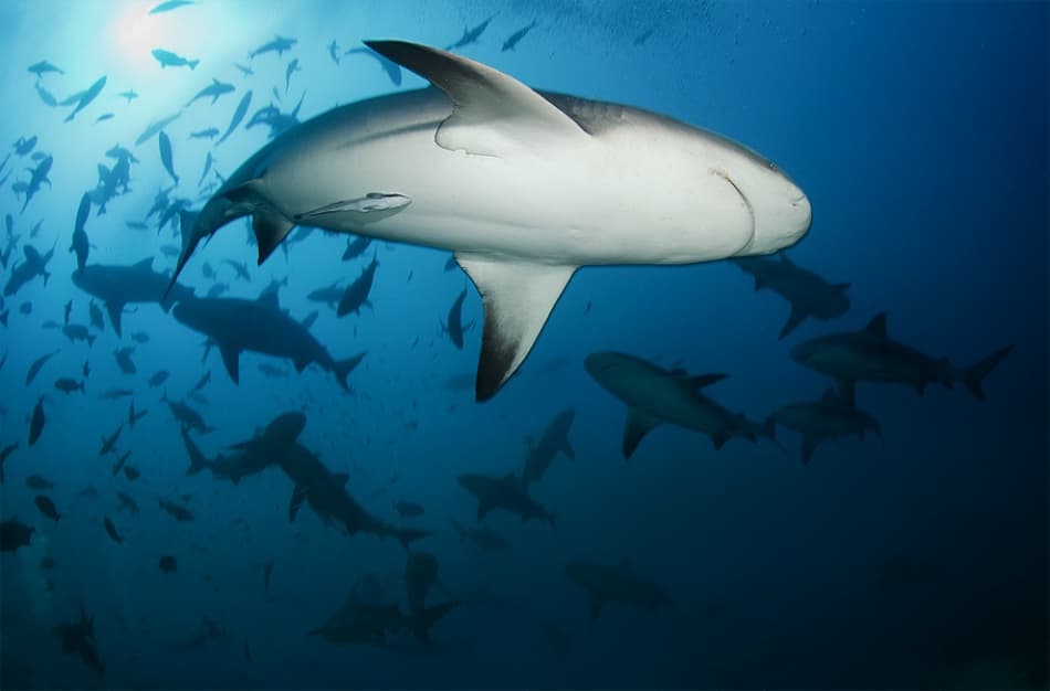 Underwater Shark School by Andrey Narchuk — canvas wall art