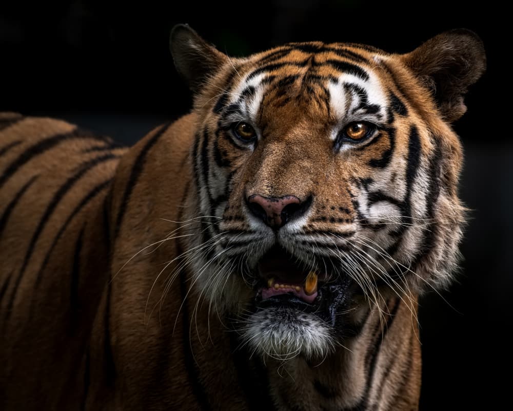 Intense Tiger Gaze by R Suguri — canvas wall art