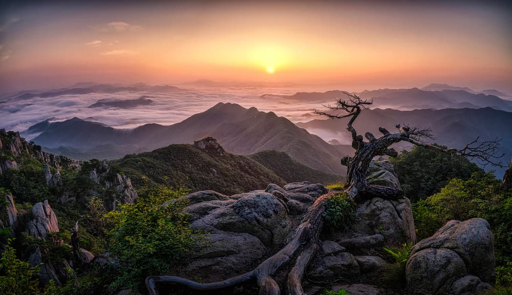 Ancient Tree Sunrise by Tiger Seo — canvas wall art