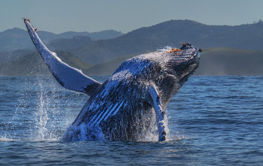 Humpback Whale Breach by Jennifer Lu — canvas wall art