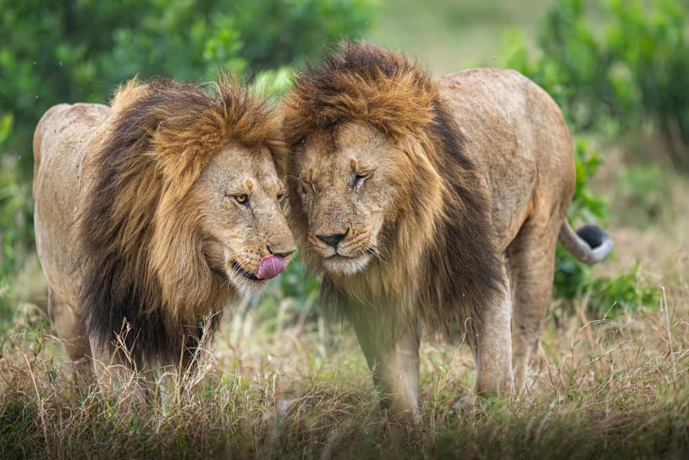 African Lion Brotherhood by Yogesh Bhatia — canvas wall art