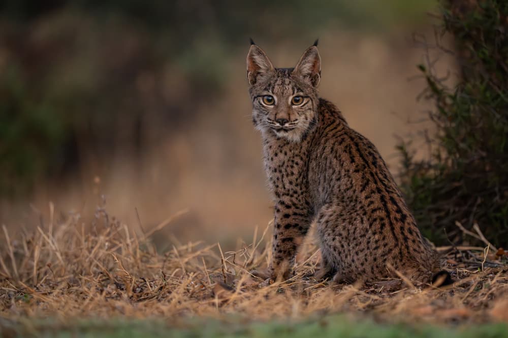 Watchful Iberian Lynx by Jose Curto — canvas wall art