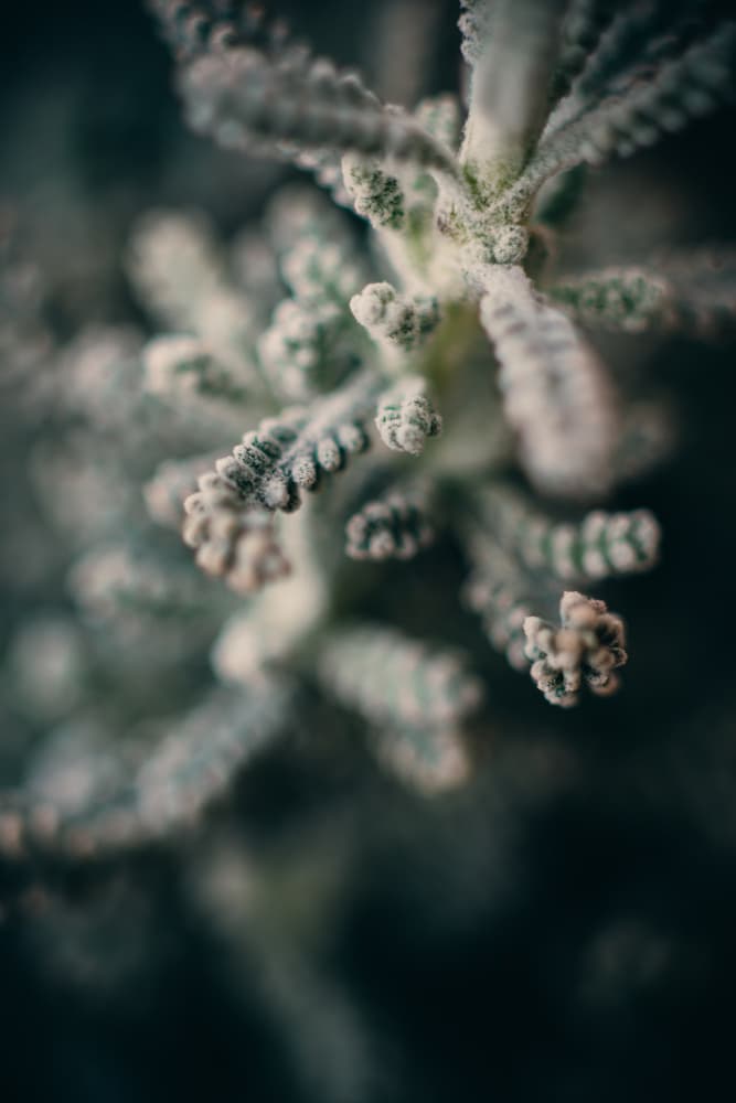 Soft Green Succulent by Javier Pardina — canvas wall art