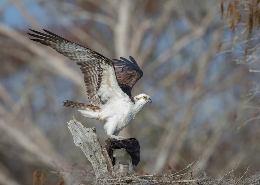 Osprey Wings Spread by Greg Barsh — canvas wall art