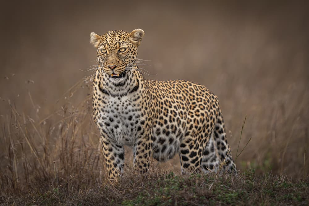 Majestic Wild Leopard by Yogesh Bhatia — canvas wall art