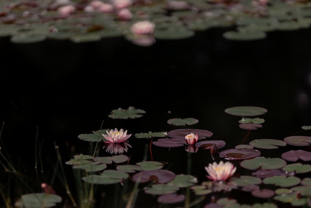 Serene Pink Water Lilies by Mayra Pama — canvas wall art