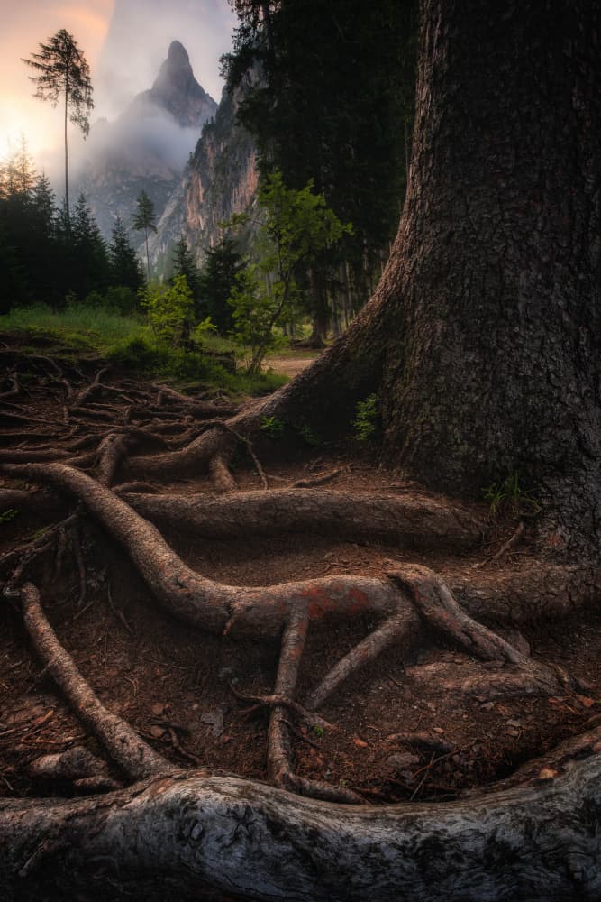 Ancient Forest Roots by Andrea Maestosi — canvas wall art