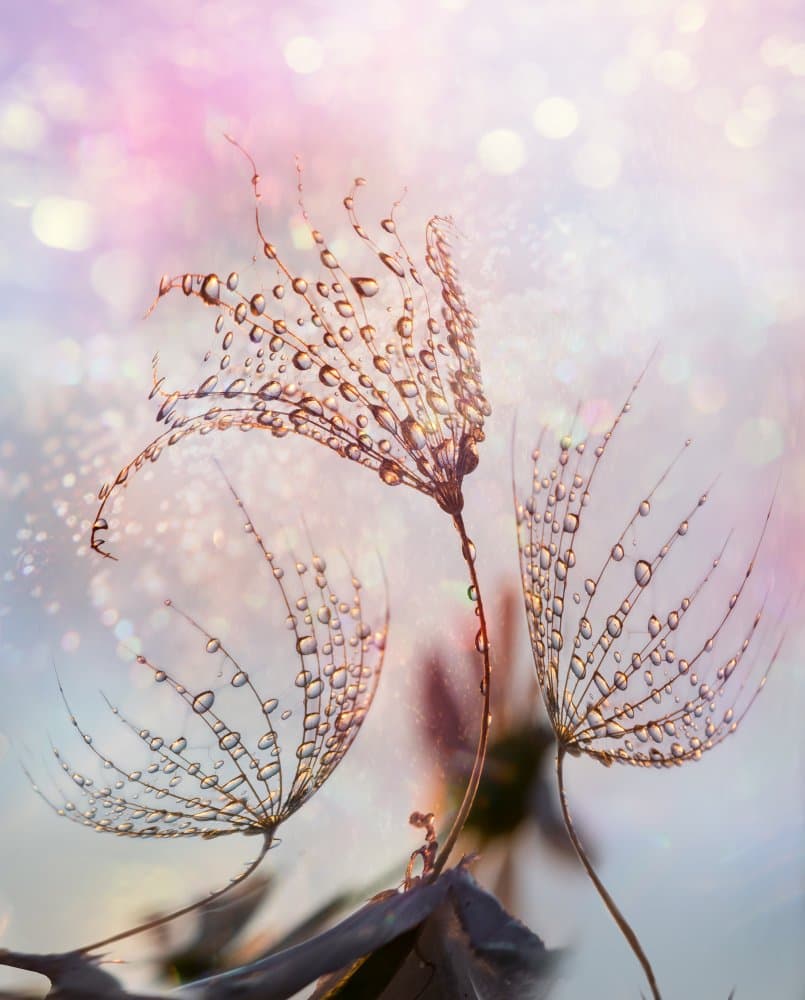Sparkling Dandelion Seeds by Tanya Markova — canvas wall art