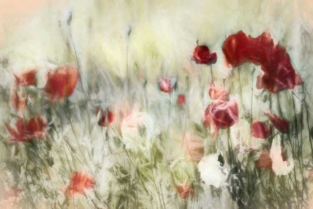 Dreamy Poppy Field by Gilbert Claes — canvas wall art