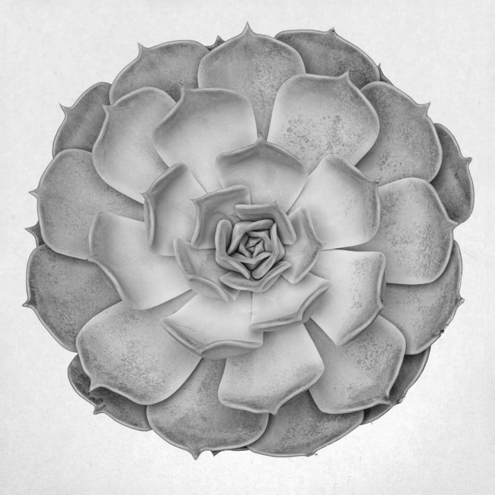 Natural Succulent Pattern by Pictufy Studio III — canvas wall art