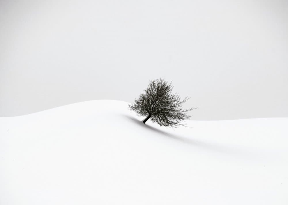 Solitary Winter Tree by Renate Wasinger — canvas wall art