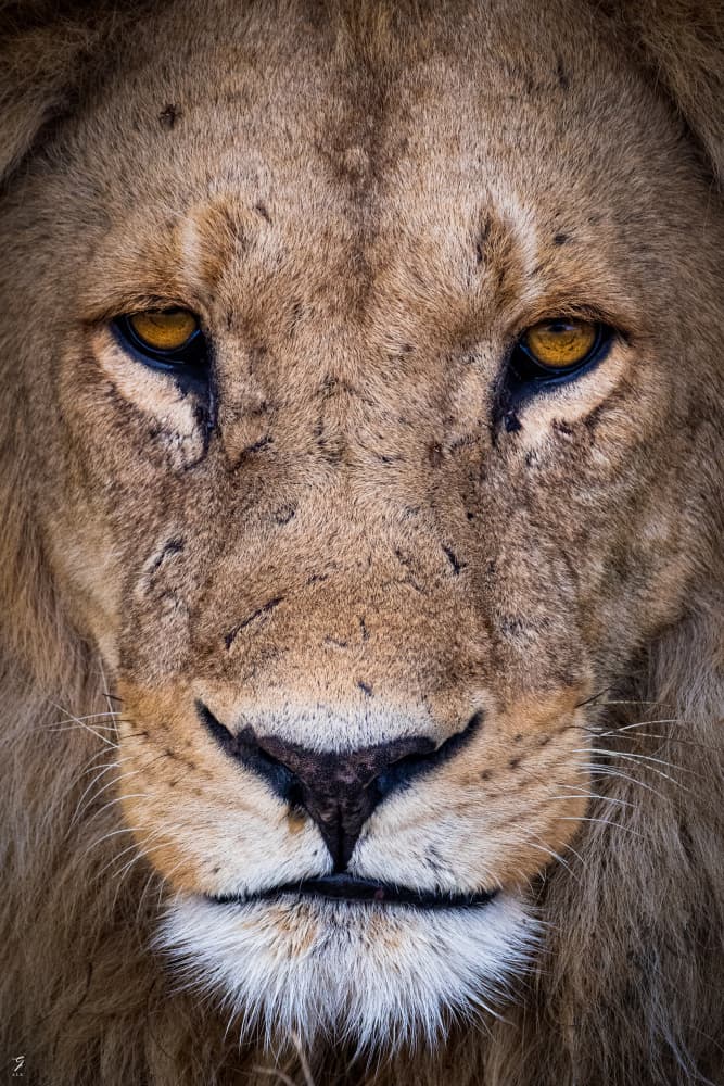 Intense Lion Gaze by Jonathan Alk — canvas wall art