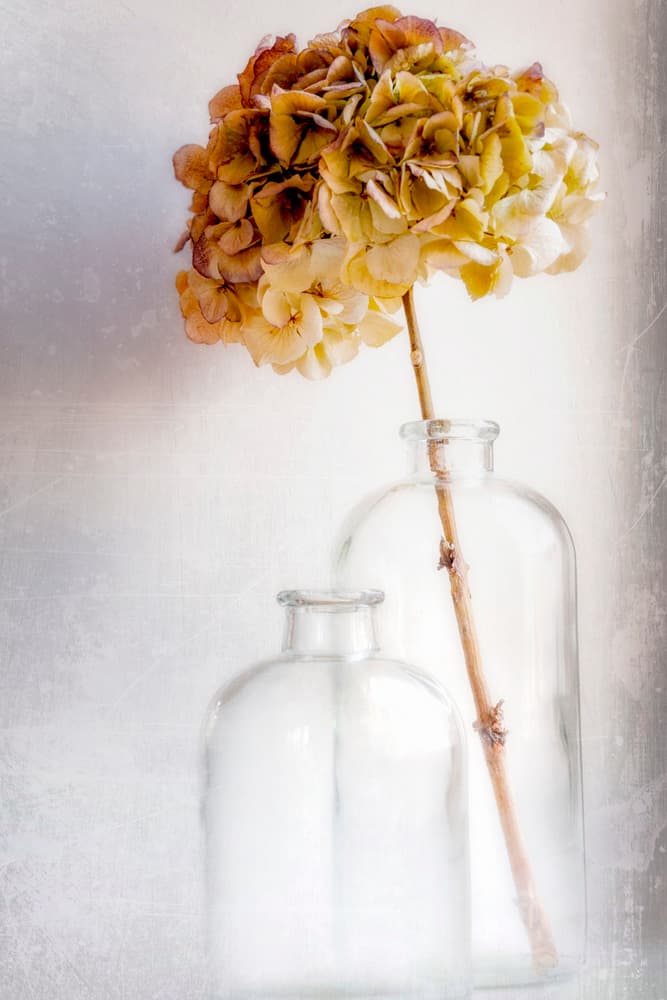 Rustic Hydrangea Still Life by Blaise Montfort — canvas wall art