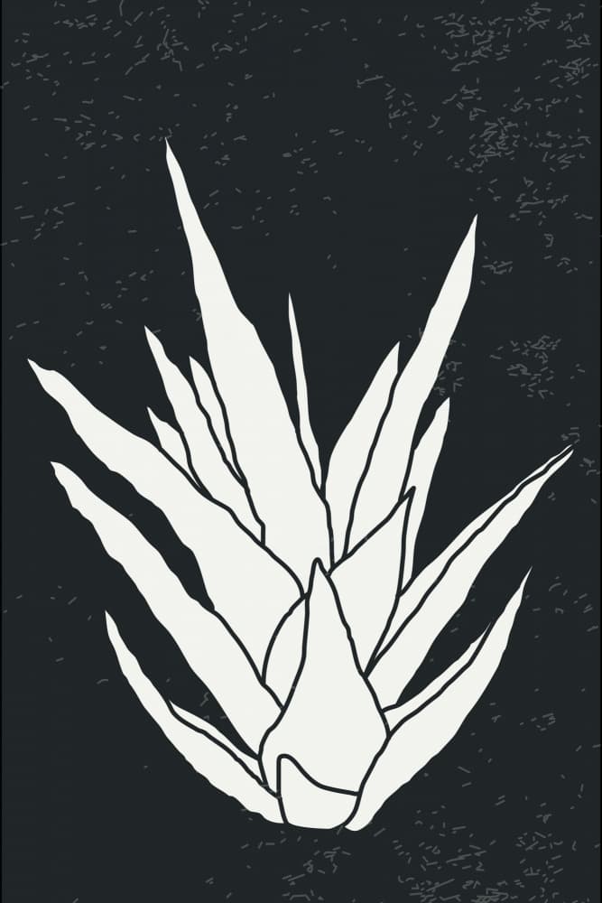 Minimalist Agave Illustration by jay stanley — canvas wall art