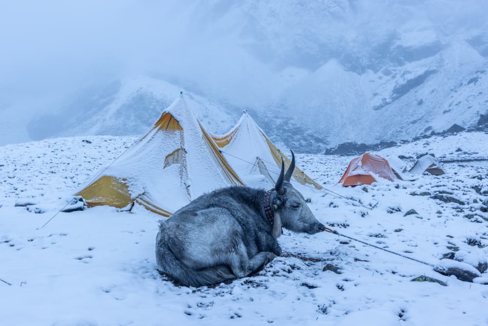 Resting Yak Winter Camp by Dianne Mao — canvas wall art