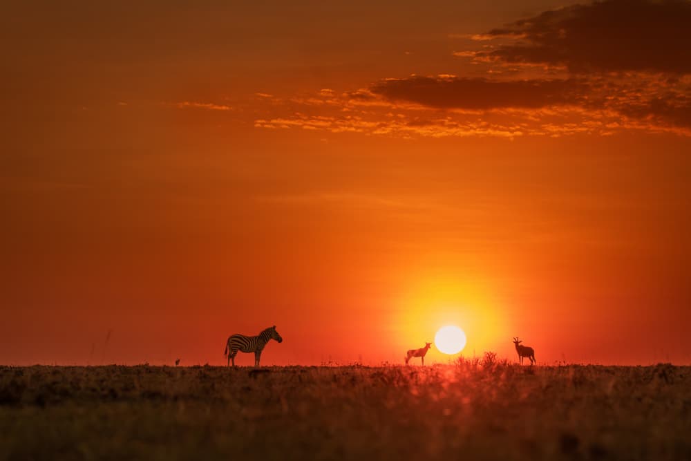 African Safari Sunset by Siyu_Wei APA — canvas wall art