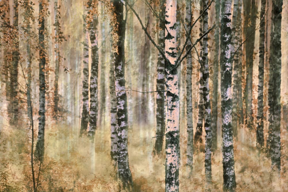 Autumn Birch Forest by Christina Sillen — canvas wall art
