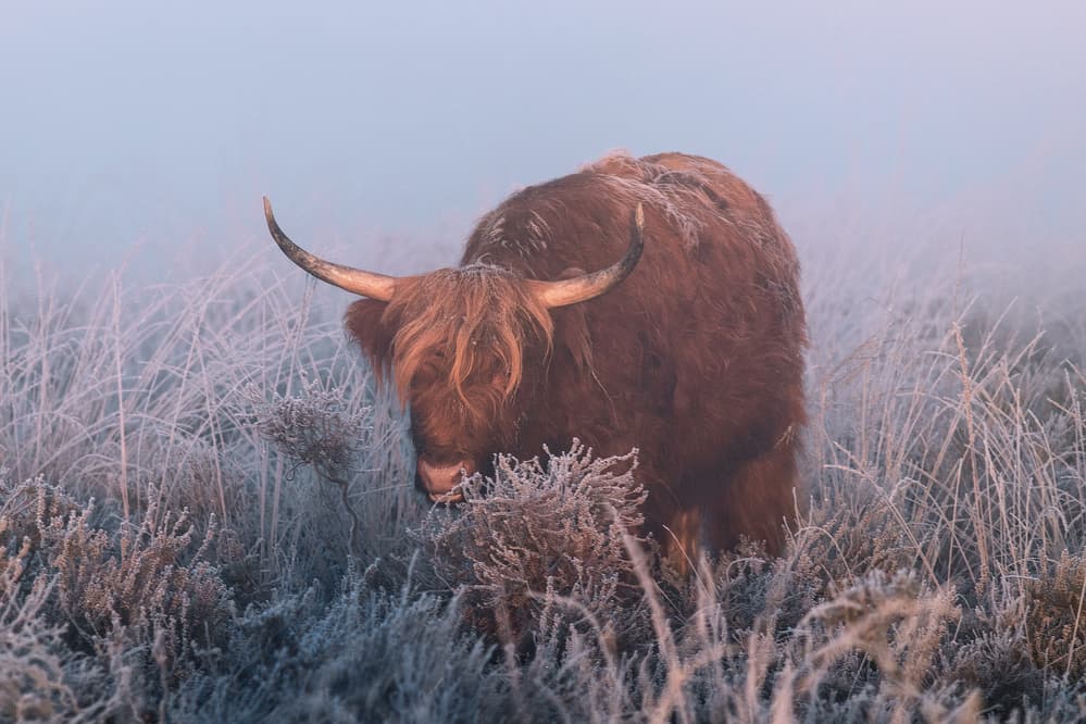 Highland Cow Frosty Morning by Jaap van den Helm — canvas wall art