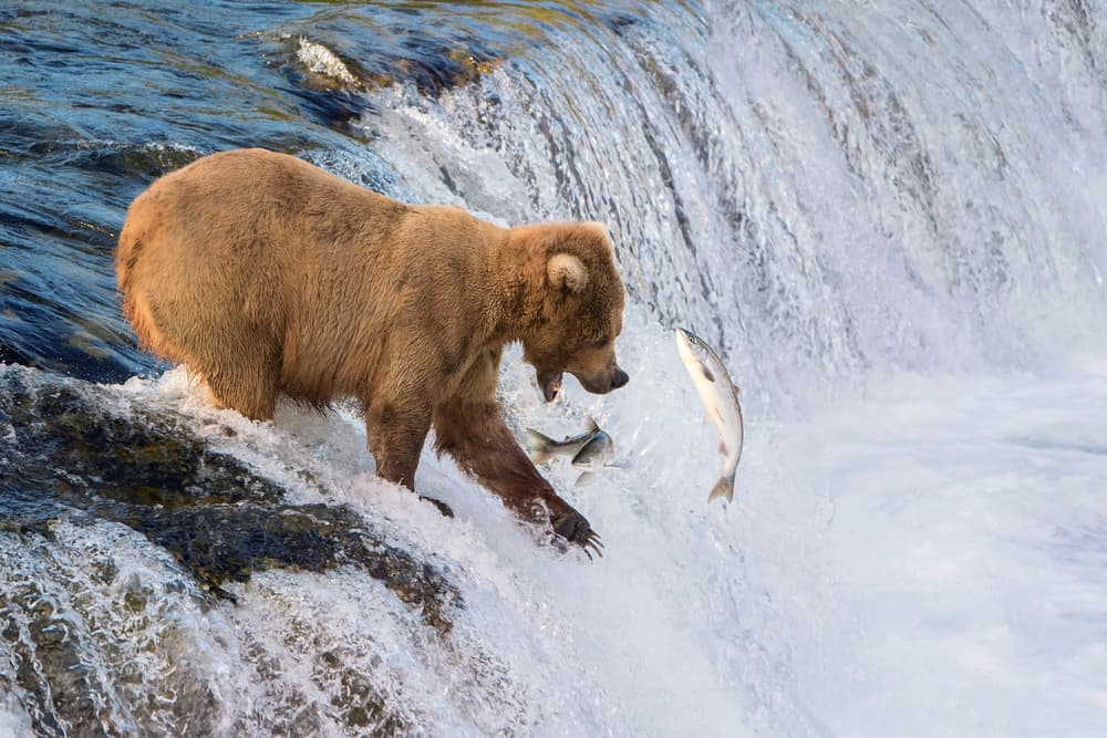 Grizzly Fishing Waterfall by Renee Doyle — canvas wall art