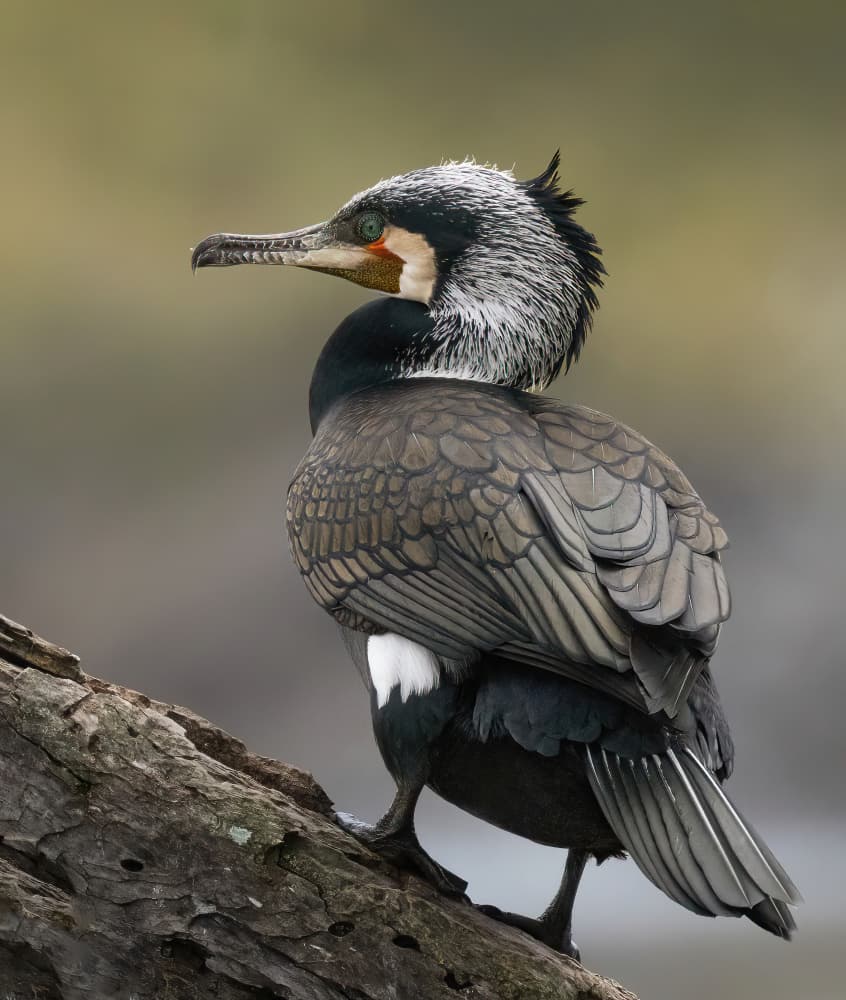 Great Cormorant Perched by Guy Wilson — canvas wall art
