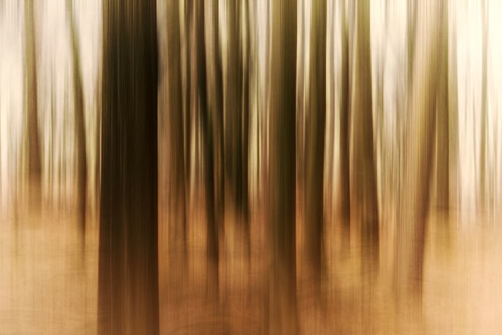 Blurred Forest Trees by Michael — canvas wall art