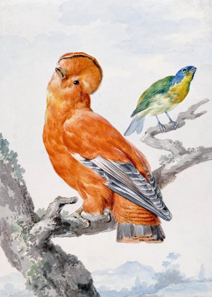 Two Exotic Birds by Aert Schouman — canvas wall art