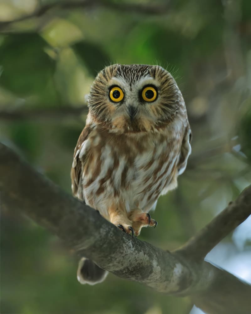 Northern Saw-whet Owl by Gavin Lam — canvas wall art