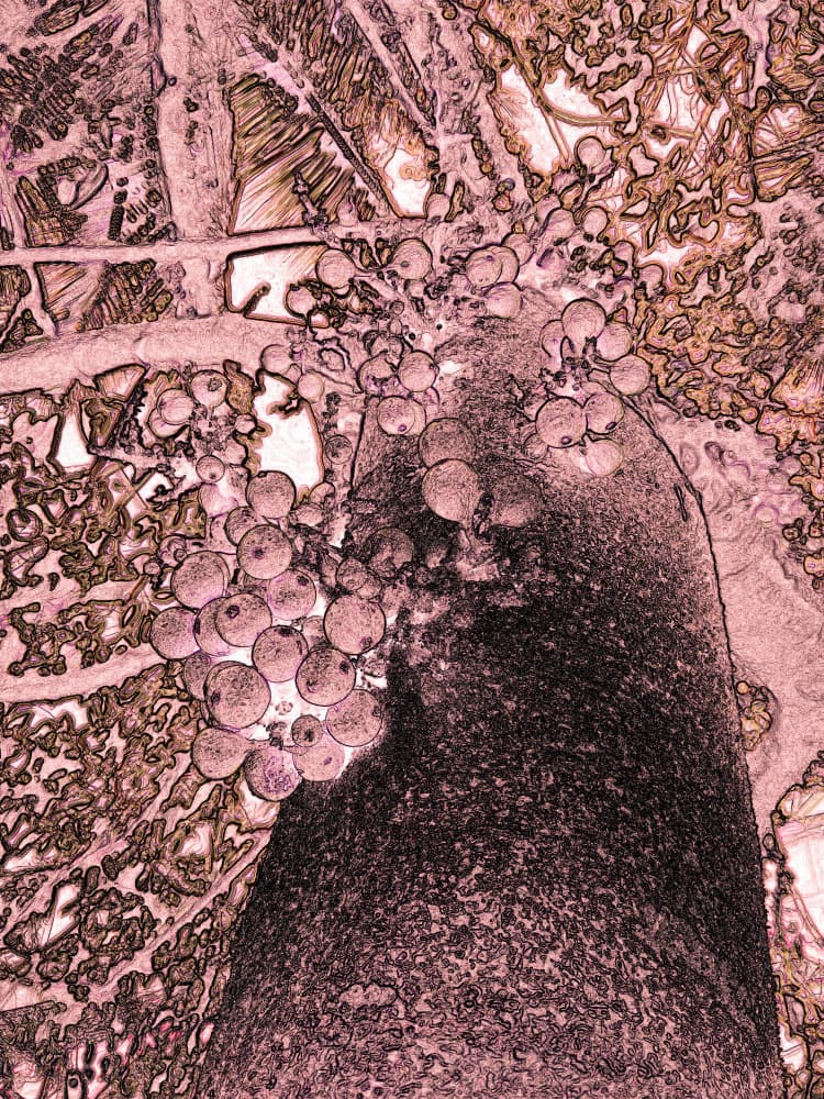 Pink Berries On Tree by Santhosh ch — canvas wall art