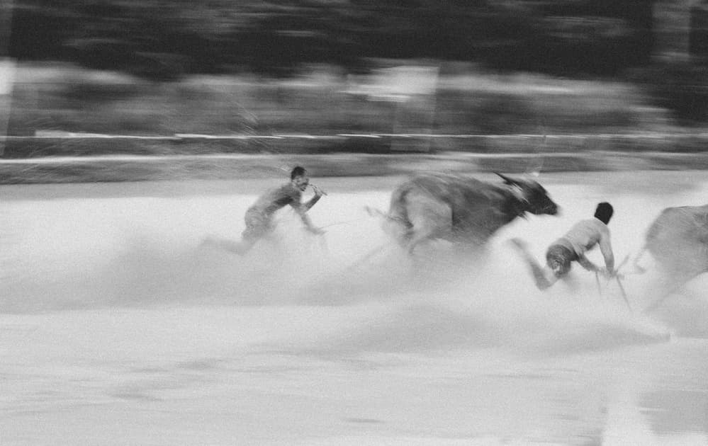 Buffalo Mud Race by ADIREK M — canvas wall art
