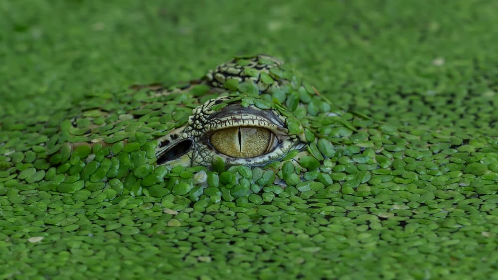 Hidden Crocodile Eye by Tantoyensen — canvas wall art
